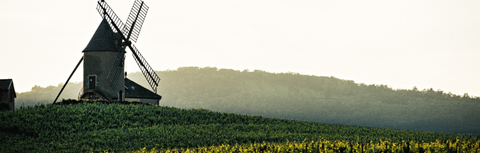 Cru Beaujolais Guide: Why Morgon and Moulin-à-Vent Deserve a Second Look