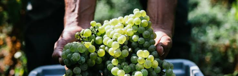The Wine Gift Guide for Kuala Lumpur: What to Give, and When