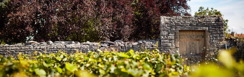 Wines of the South of France: Provence Rosé, Corsica & Languedoc-Roussillon