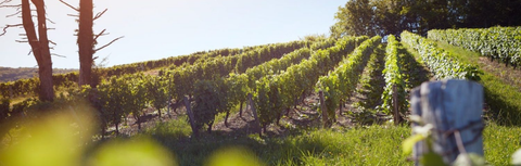 Spotlight on Jura: Domaine Rolet, Two Case Offers This Month