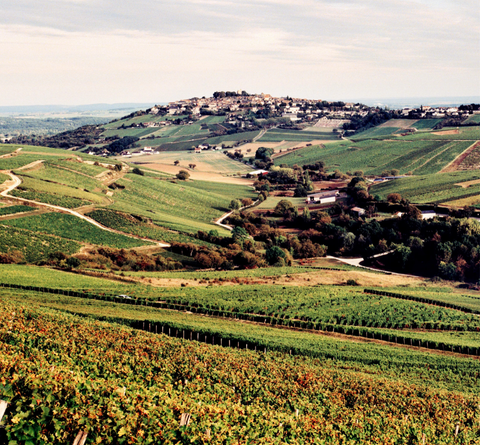 Why Is the Loire Valley the Most Underrated Fine Wine Region in France?