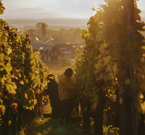 This Month at a Glance: Jura Spotlight, Le Puy Events, Thirsty Thursday, Alsace Spotlight