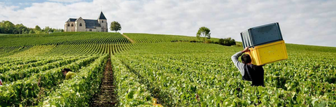 Champagne Tellier: A New Generation of Grower Champagne