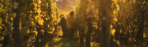 Spotlight on Alsace: Domaine Valentin Zusslin, Organic and Biodynamic