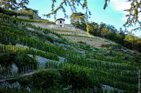 DOMAINE GEORGES VERNAY
